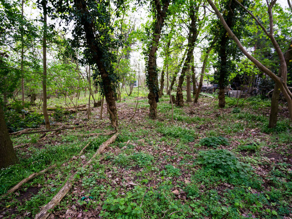 Eindrücke von der Gehölzfläche