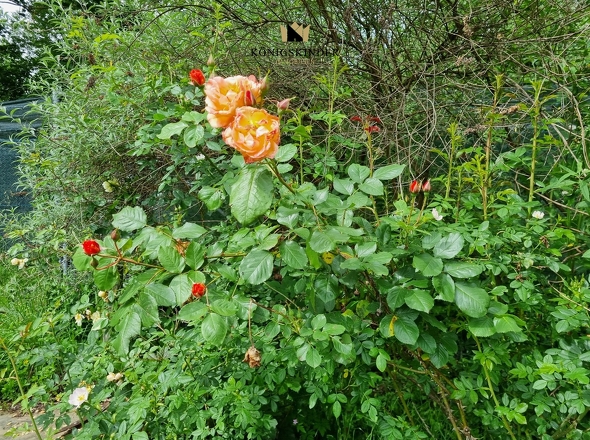 ...und Ihre wunderbaren Blumen...