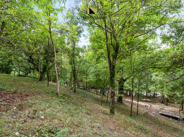 Lockerer Laubmischwald