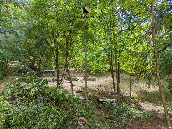 Artenreicher Baumbestand