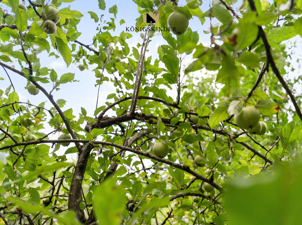 Ertragreiche alte Sorten