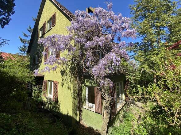 Hasu vom hinteren Garten 