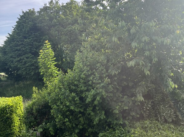 Balkon Aussicht OG 1