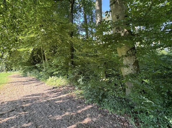Frontansicht Waldgrundstück