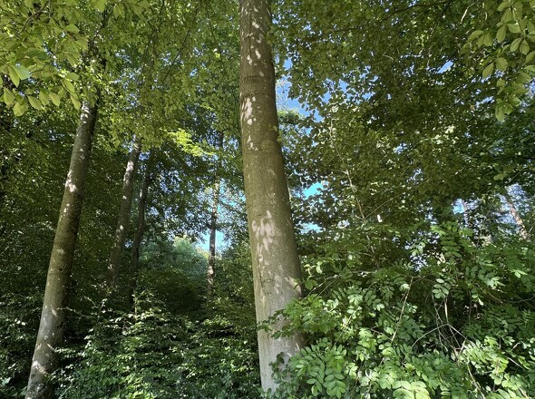 Ansicht Baum 