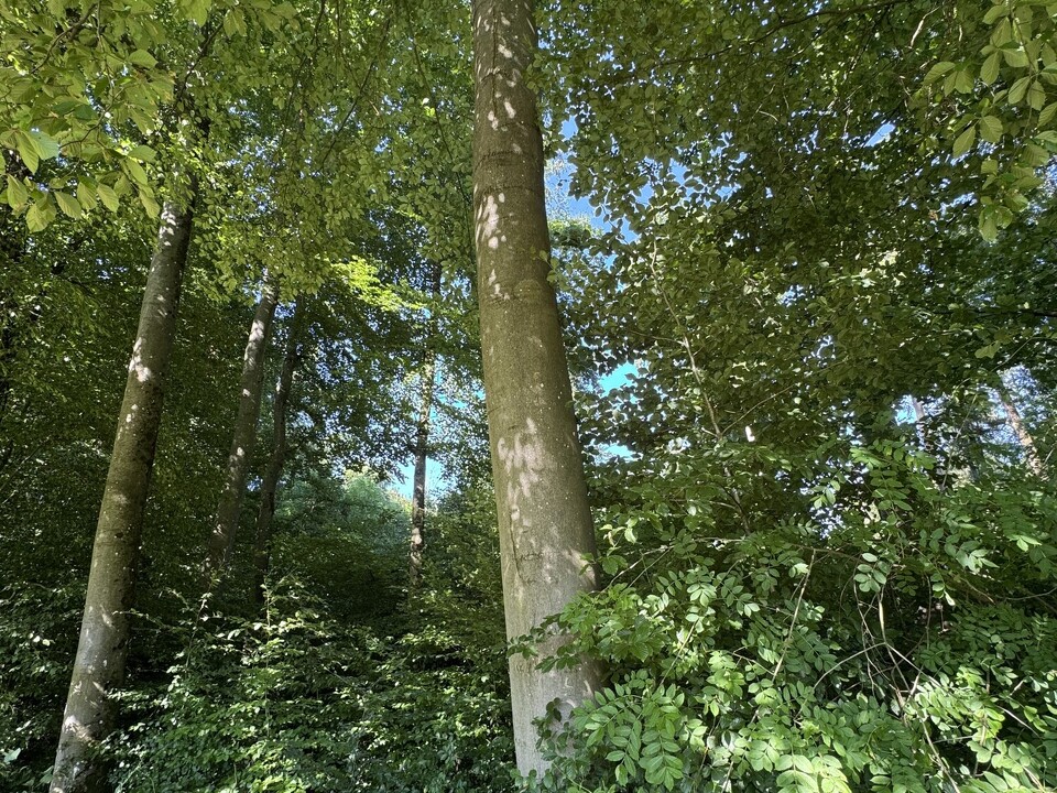 Ansicht Baum 
