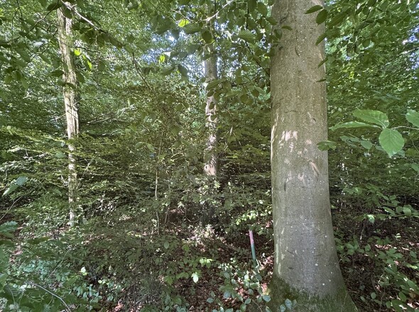 Grenzstein